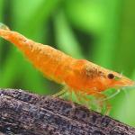 Tép Sakura cam - Orange Sakura Shrimp (Neocaridina)