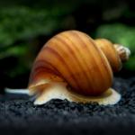 Ốc Mystery nâu hạt dẻ - Chestnut AKA Albino Mystery Snails