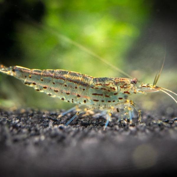 Tép Amano Yamato - Amano AKA Yamato Shrimp (Caridina)