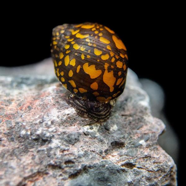 Ốc Batik Nerite - Batik Nerite Snail