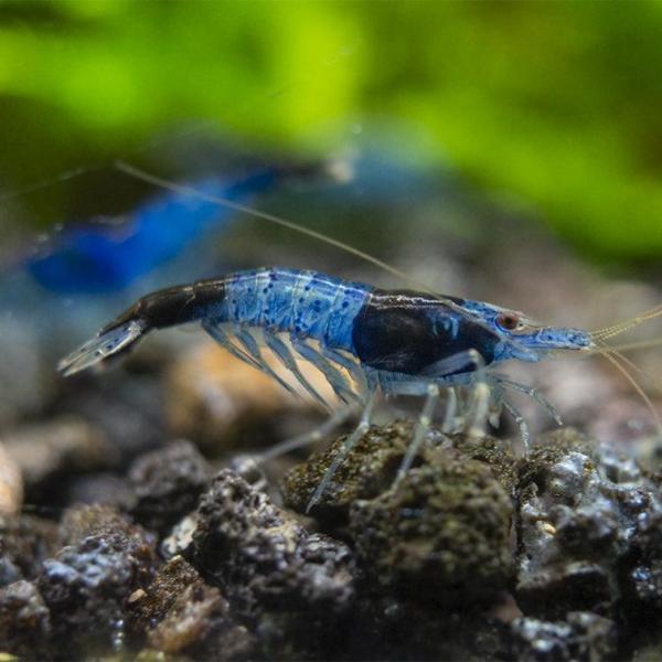 Tép Rili xanh dương - Blue Rili Shrimp