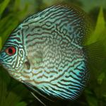 Royal Blue Discus
