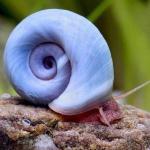 Ốc Ramshorn xanh - Blue Ramshorn Snail