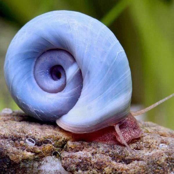 Ốc Ramshorn xanh - Blue Ramshorn Snail