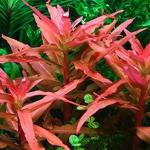 Hồng liễu - Ammania Gracilis