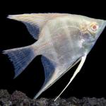 Albino Peruvian Altum Angelfish