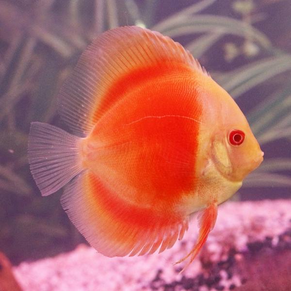Albino Red Marlboro Discus