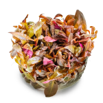 Huyết tâm lan Mini - Alternanthera reineckii 'Mini'