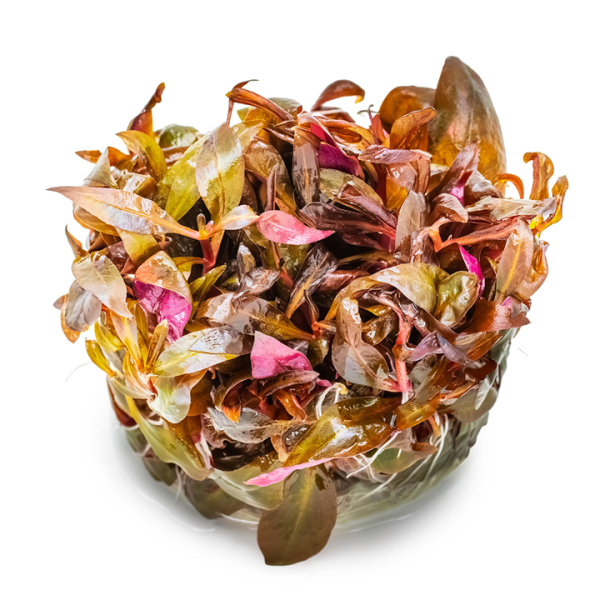 Huyết tâm lan Mini - Alternanthera reineckii 'Mini'