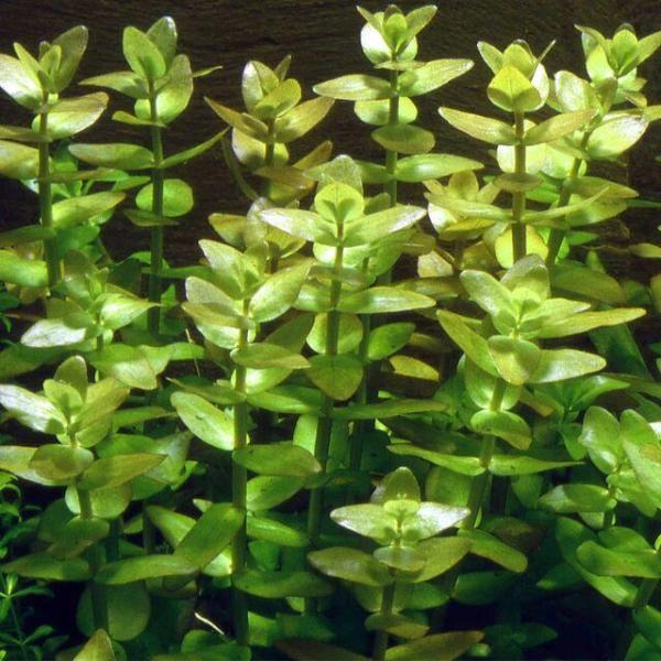 Lệ nhi - Bacopa Caroliniana