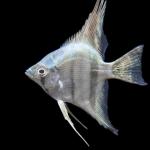Belem Sky Blue Angelfish
