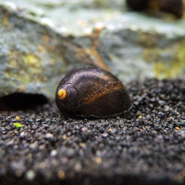 Ốc Nerite Midnight Black - Midnight Black Nerite Snail