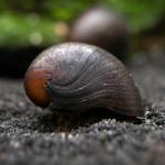 Ốc Nerite Black Racer - Black Racer Nerite Snails