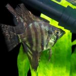 Black Zebra Angelfish