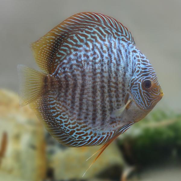 Blue Snakeskin Discus