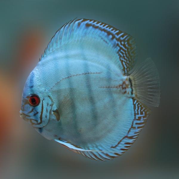 Solid Blue Discus