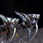 Blue Turquoise Marble Angelfish