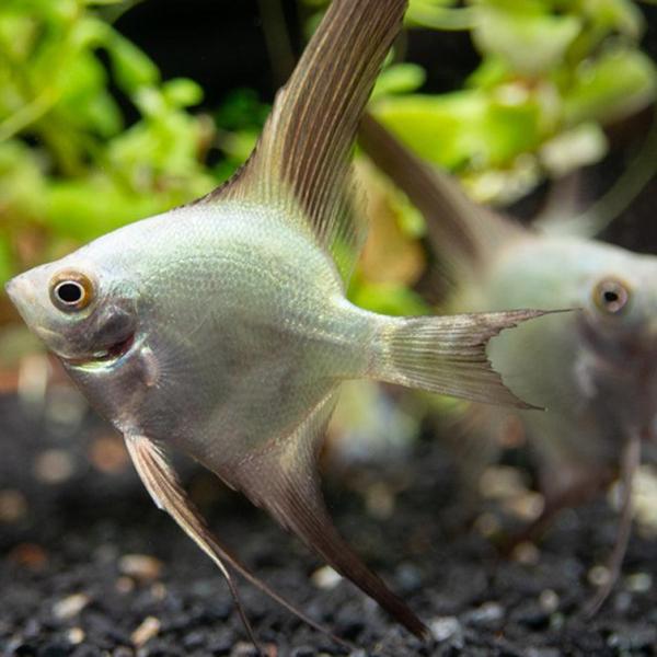 Bulgarian Green Seal Point Angelfish