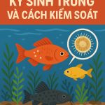 Cách kiểm soát và xử lý ký sinh trùng trong bể cá