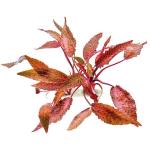 Tiêu thảo Nurri - Cryptocoryne Nurri