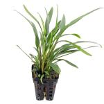 Tiêu thảo Lucens- Cryptocoryne lucens