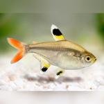 X-Ray Pristella Tetra