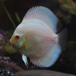 Albino Blue Diamond Discus