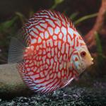 Red Pigeon Blood Discus