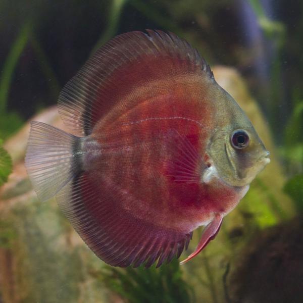 Red Rose Discus