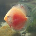 Red White Leopard Discus