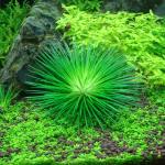 Cỏ dùi trống - Eriocaulon Cinereum