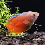 Cá sặc lửa - Flame Dwarf Gourami