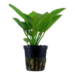 Trầu lùn - Echinodorus tropica