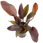 Hồng liễu lửa - Echinodorus 'Aflame'