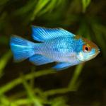Electric Blue Ram