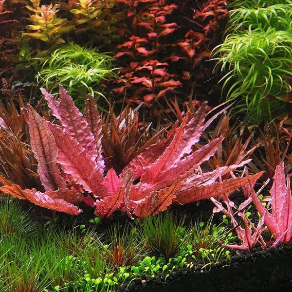 Tiêu thảo hồng - Cryptocoryne Flamingo