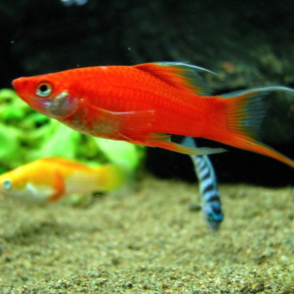 Glowlight Red Lyretail Molly