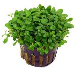 Trân châu Nhật - Glossostigma Elatinoides