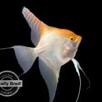 Gold Angelfish