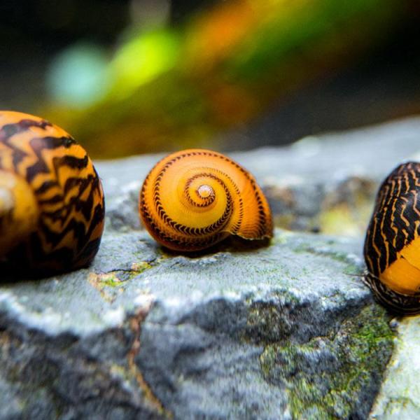 Ốc Nerite Gold Racer - Gold Racer Nerite Snail