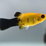 Golden Black Molly