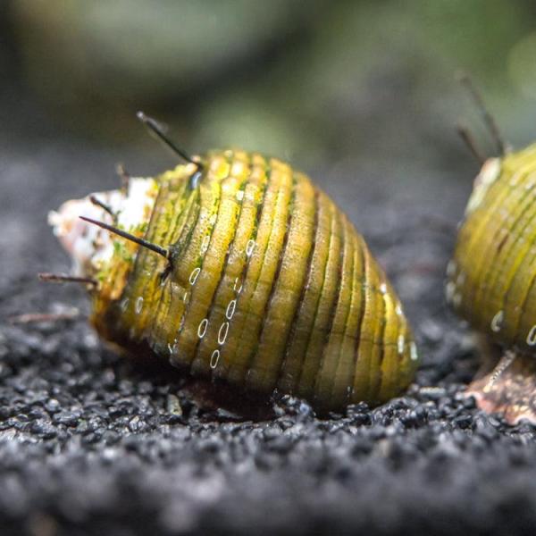 Ốc Nerite gai tóc - Hair Thorn Nerite Snail
