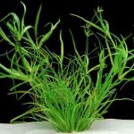 Cỏ bắp - Juncus Repens