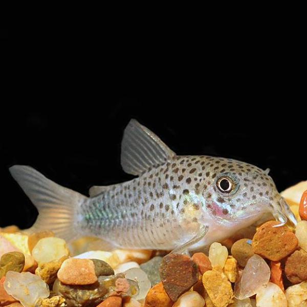 Similis Corydoras Catfish