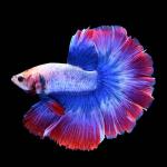 Lakeside Sunset Betta - Male