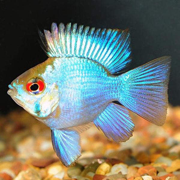 Electric Blue Balloon Ram Group