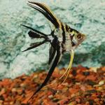 Marble Veil Angelfish