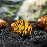 Ốc Nerite tia chớp - Lightning Bolt Nerite Snail