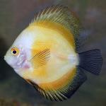 Yellow Marlboro Discus