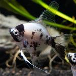 Panda Angelfish